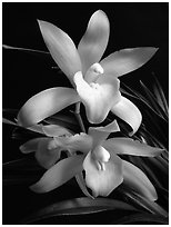 Cymbidium Golden Elf 'Sundust'. A hybrid orchid (black and white)