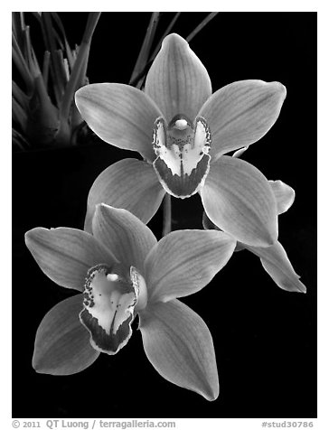 Cymbidium Helen Tangcay. A hybrid orchid (black and white)