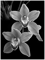 Cymbidium Helen Tangcay. A hybrid orchid ( black and white)