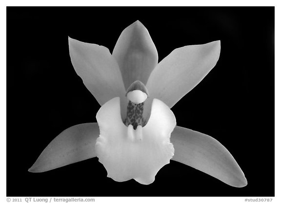 Cymbidium Hold That Tiger Flower. A hybrid orchid (black and white)