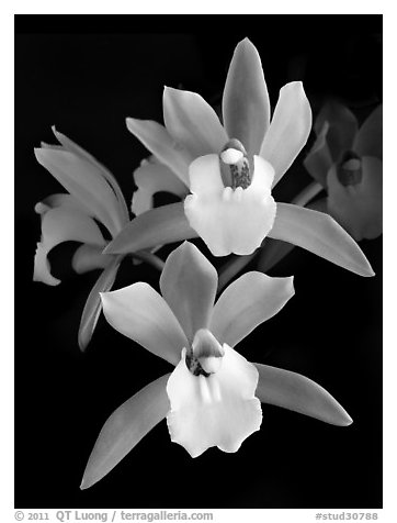 Cymbidium Hold That Tiger. A hybrid orchid (black and white)