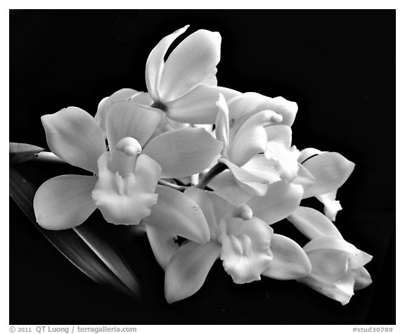 Cymbidium Honey Bunny 'Sugar Candy'. A hybrid orchid (black and white)
