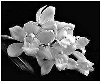 Cymbidium Honey Bunny 'Sugar Candy'. A hybrid orchid ( black and white)