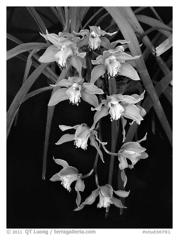 Cymbidium Hybrid '11'. A hybrid orchid (black and white)
