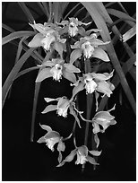 Cymbidium Hybrid '11'. A hybrid orchid ( black and white)