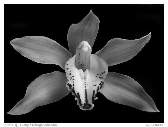Cymbidium Hybrid '11' Flower. A hybrid orchid (black and white)