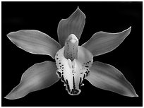 Cymbidium Hybrid '11' Flower. A hybrid orchid (black and white)