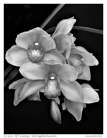 Cymbidium Hybrid '9'. A hybrid orchid (black and white)