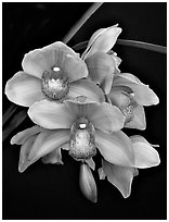 Cymbidium Hybrid '9'. A hybrid orchid ( black and white)