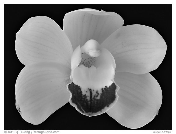 Cymbidium Hybrid. A hybrid orchid (black and white)