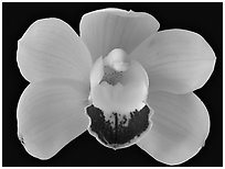 Cymbidium Hybrid. A hybrid orchid ( black and white)
