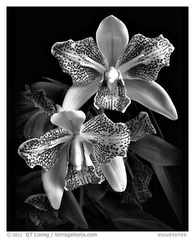 Cymbidium Isle 'Flamingo'. A hybrid orchid (black and white)