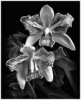 Cymbidium Isle 'Flamingo'. A hybrid orchid (black and white)