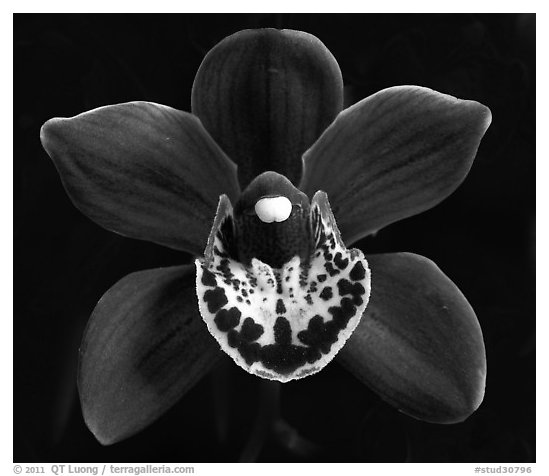 Cymbidium Khaipour 'Pala Pala' Flower. A hybrid orchid (black and white)