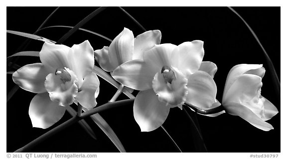 Cymbidium Lionello 'Coldsprings'. A hybrid orchid (black and white)