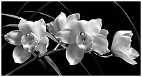 Cymbidium Lionello 'Coldsprings'. A hybrid orchid (black and white)