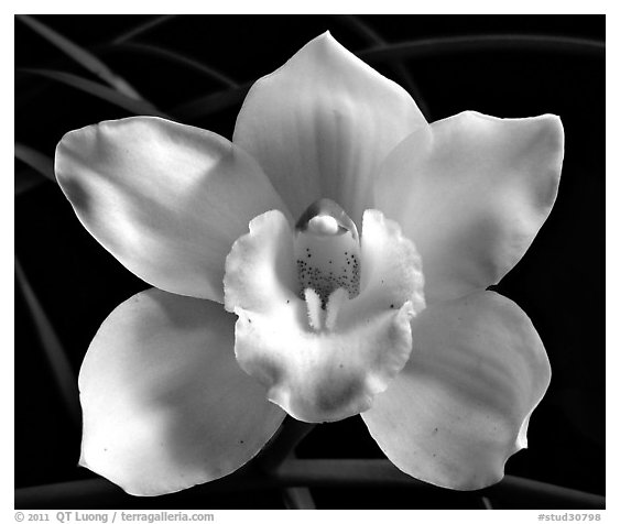 Lionello 'Coldsprings' Flower. A hybrid orchid (black and white)