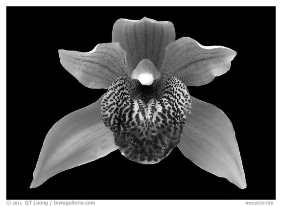Cymbidium Little Darling Flower. A hybrid orchid (black and white)