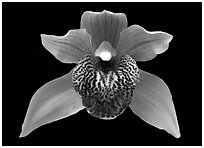 Cymbidium Little Darling Flower. A hybrid orchid ( black and white)