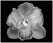 Cymbidium Lucky Gloria 'Tri-Lip' Flower. A hybrid orchid ( black and white)
