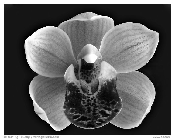 Cymbidium Mary Green 'Bing Cherry'. A hybrid orchid (black and white)
