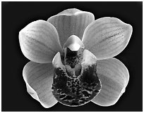 Cymbidium Mary Green 'Bing Cherry'. A hybrid orchid ( black and white)