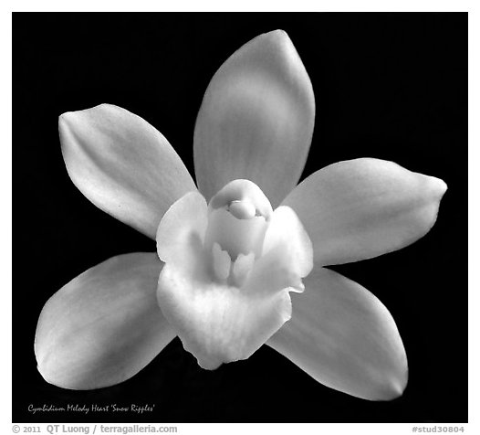 Cymbidium Melody Heart 'Snow Ripples' Flower. A hybrid orchid