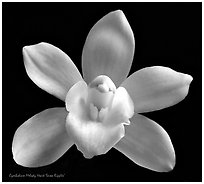 Cymbidium Melody Heart 'Snow Ripples' Flower. A hybrid orchid ( black and white)