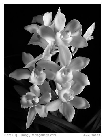 Cymbidium Melody Heart 'Snow Ripples'. A hybrid orchid (black and white)