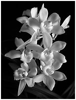 Cymbidium Melody Heart 'Snow Ripples'. A hybrid orchid ( black and white)