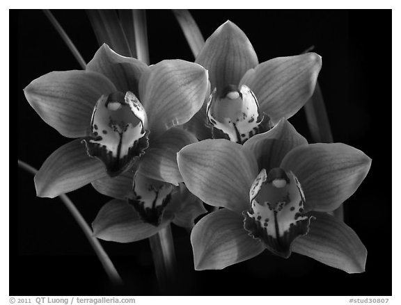 Cymbidium Mighty Margaret 'Wainakea Orange'. A hybrid orchid (black and white)