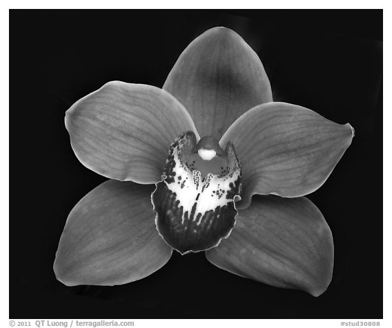 Cymbidium Mighty Sunset 'Annabelle' Flower. A hybrid orchid (black and white)