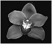 Cymbidium Mighty Sunset 'Annabelle' Flower. A hybrid orchid (black and white)