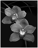 Cymbidium Mighty Sunset 'Annabelle'. A hybrid orchid (black and white)