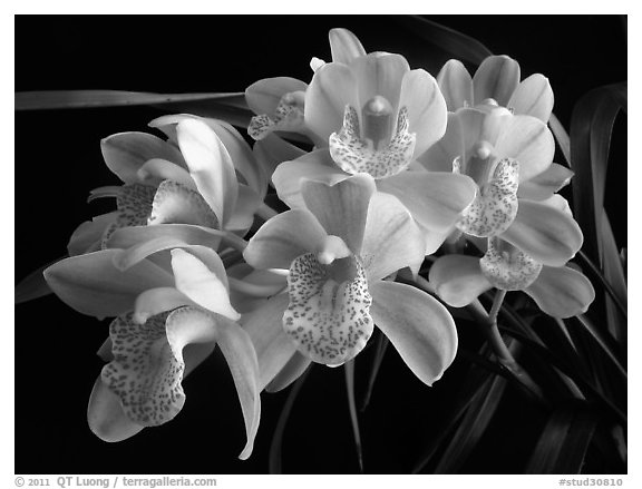 Cymbidium Mini Dream 'Gold Sovereign'. A hybrid orchid (black and white)