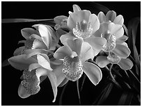 Cymbidium Mini Dream 'Gold Sovereign'. A hybrid orchid (black and white)