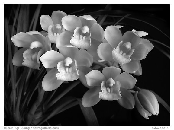 Cymbidium Mini Sarah 'The Queen'. A hybrid orchid (black and white)