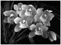Cymbidium Mini Sarah 'The Queen'. A hybrid orchid ( black and white)