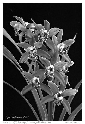 Cymbidium Minneken 'Khobai'. A hybrid orchid (black and white)