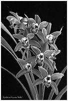 Cymbidium Minneken 'Khobai'. A hybrid orchid ( black and white)