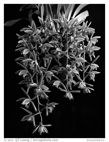Cymbidium Miss Muffet. A hybrid orchid (black and white)