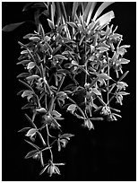 Cymbidium Miss Muffet. A hybrid orchid ( black and white)