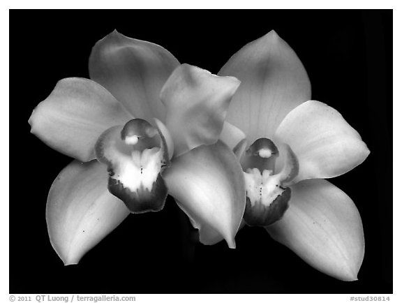 Cymbidium Old Brenda 'Suave'. A hybrid orchid (black and white)