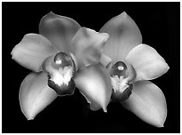 Cymbidium Old Brenda 'Suave'. A hybrid orchid ( black and white)
