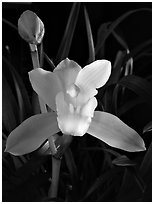 Cymbidium Oriental Elf 'Elegant'. A hybrid orchid ( black and white)