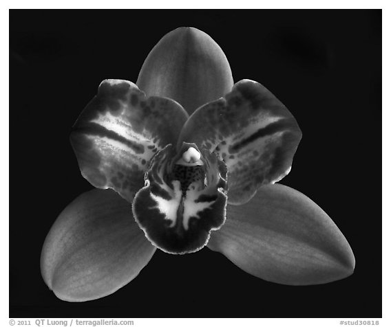 Cymbidium Pepper's Fire 'Fiesta'. A hybrid orchid (black and white)