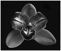 Cymbidium Pepper's Fire 'Fiesta'. A hybrid orchid ( black and white)