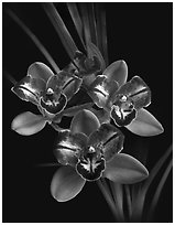 Cymbidium Pipeta 'Royal Gem' Flower. A hybrid orchid ( black and white)