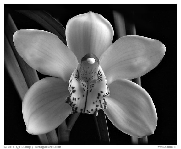 Cymbidium Peter Dawson 'Granadier'. A hybrid orchid (black and white)