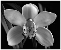 Cymbidium Peter Dawson 'Granadier'. A hybrid orchid ( black and white)